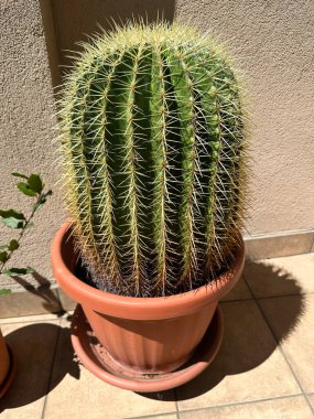 Dışardaki tencerede büyük bir kaktüs