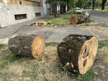 Sokakta kırık ve kesilmiş bir ağaç.