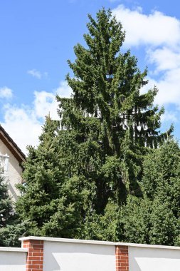 Bahçedeki büyük çam ağacı