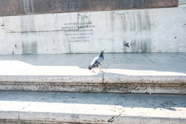 Roma, İtalya - Ekim 2022. Roma 'nın Vatikan şehir merkezinde Aziz Peter Meydanı, İtalya' nın ünlü seyahat ve dini turizm merkezi Papa 'nın kent merkezi.