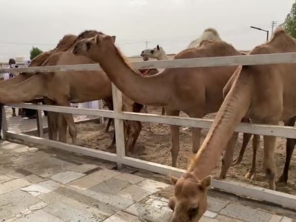 Krajowy Wielbłąd Farmie Pustyni Saudyjskiej — Wideo stockowe