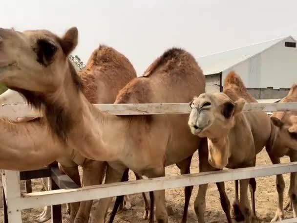 Suudi Çölü Ndeki Bir Çiftlikte Evcil Deve — Stok video