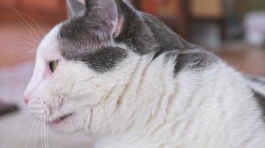 Gri ve beyaz evcil kedi yeşil gözlü esniyor. . 