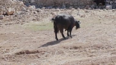 Kara Keçi köy kırsalındaki bir tarlada otlayan otları yiyor. Yazın çimenlerimizle taştan yollarda yiyecek arıyoruz.