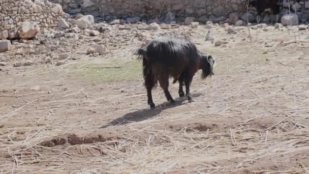 Cabra Negra Comendo Grama Pastando Campo Campo Aldeia Procurando Comida — Vídeo de Stock