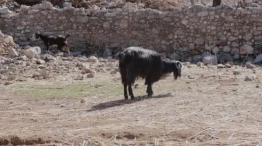 Kara Keçi köy kırsalındaki bir tarlada otlayan otları yiyor. Yazın çimenlerimizle taştan yollarda yiyecek arıyoruz.