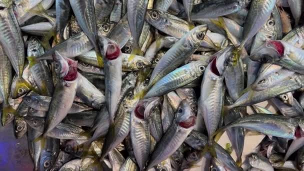 Κοντά Πολλά Φρέσκα Μικρά Ασημένια Ψάρια Στην Αγορά Ψαράδων — Αρχείο Βίντεο