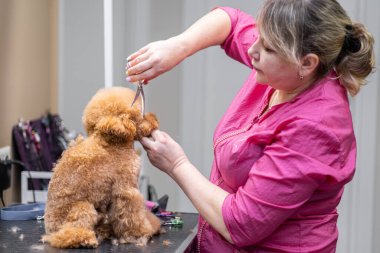 Küçük köpek suratını makas ve profesyonel kuaförle nazikçe kesiyor..