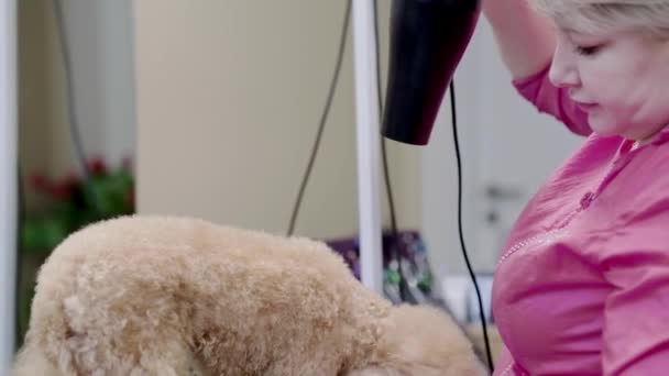 Profissional Groomer Secagem Pouco Poodle Cabelo Cão Com Secador Cabelo — Vídeo de Stock