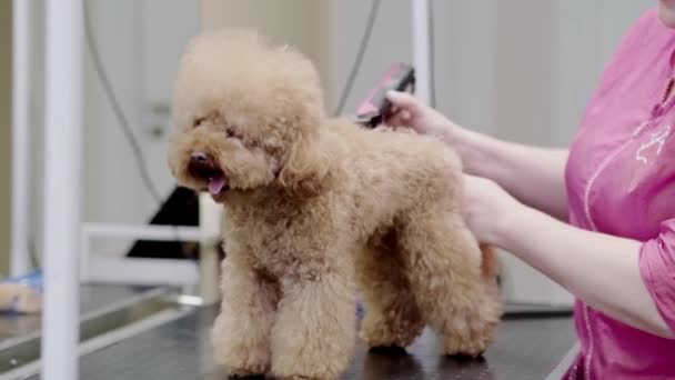 毛むくじゃらの子犬がヘアグルーミング機付きのペットスパのグルーミングサロンでスタイリッシュなヘアカットを受け肖像画に捉え — ストック動画