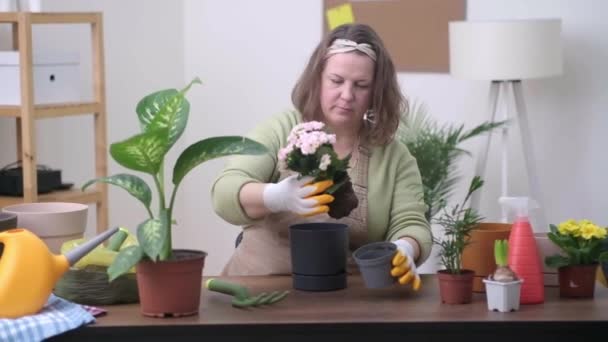 식물로 내부에서 여인은 고구마 나무를 새로운 부드럽게 심는다 집에서 정원을 — 비디오