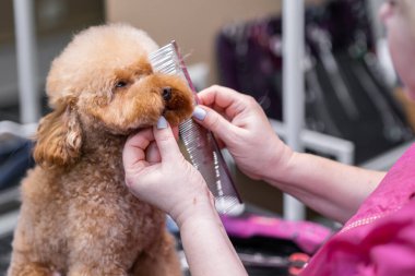 Güzeller güzeli fino köpeğinin kuaförde tımar edilmesi. Saç fırçalı bir köpek için profesyonel bakım.