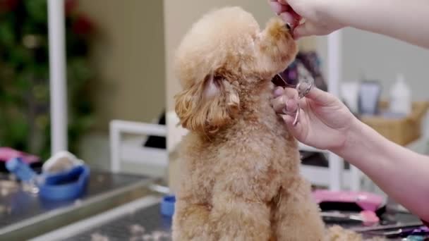 Peliharaan Berbakat Profesional Memegang Gunting Merawat Wajah Anjing Dengan Hati — Stok Video