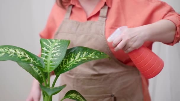 Страсть Садоводству Нежно Распыляя Каждый Лист Растение Диффенбахии Обеспечить Получение — стоковое видео