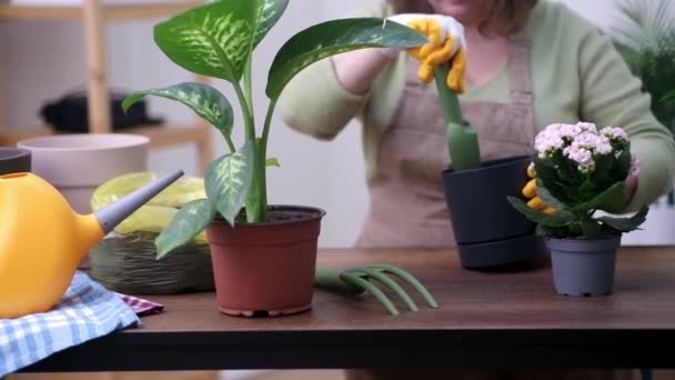 원예의아름다움 식물을 돌보는 장식용 판자에 분무하는 — 비디오