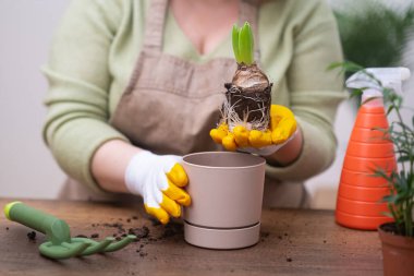 Hyacinth ampulü taşıyan kadın kök sistemi, bahçe aletleri ve dekoratif çömlek ile nakledilmeye hazır. ev bahçe işleri hobisi 