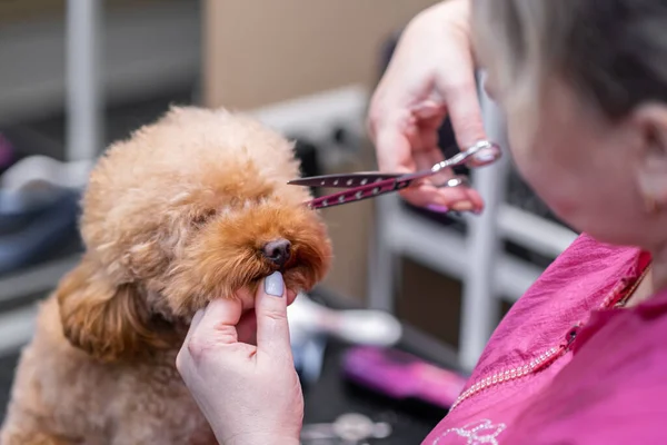 An experienced dog groomer using scissors to create a neat and stylish haircut for a puppy poodle. grooming concept.