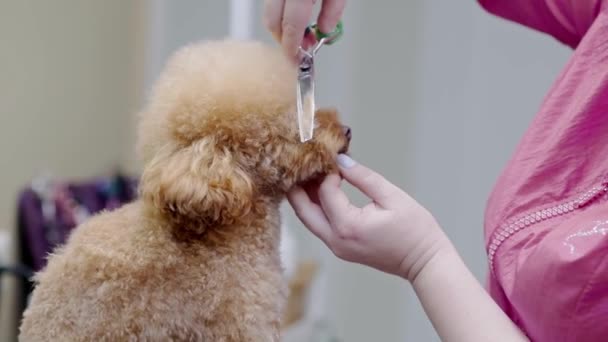 Tiro Close Cão Que Recebe Corte Cabelo Salão Beleza Spa — Vídeo de Stock
