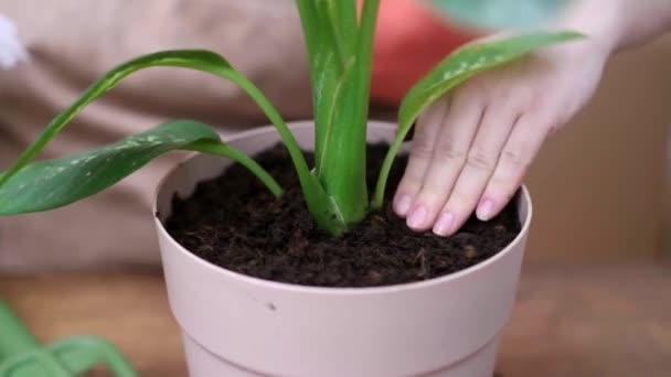 Vrouwelijke Tuinman Transplanteert Dieffenbachia Plant Nieuwe Pot Huis Tuinieren Voorjaarstijd — Stockvideo