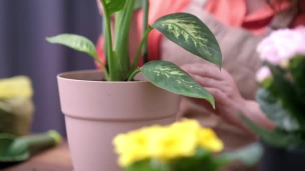 Садівництво Планування Будинків Садівничого Хобі Догляд Домашніми Рослинами Листя — стокове відео