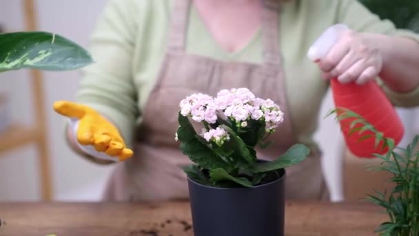 Vrouw Water Geven Potplant Kalanchoë Met Spray Fles Houten Tafel — Stockvideo