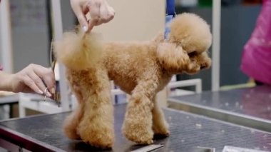 Köpek stilisti, kuçu kuçuyu tımar etmek için makas kullanıyor.