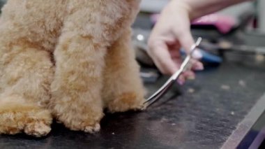 Küçük fino köpeğinin saçını kestirirken. Köpekleri nazikçe kesiyor, pençelerini kesiyor.