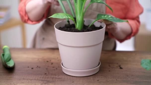 Gardener Woman Apron Cleans Green Leaves Dieffenbachia Plants Indoor Plants — Stock Video