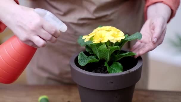 Gjenpotting Gul Primula Plante Til Dekorativ Blomsterpotte Hjemme Kvinnelige Hender – stockvideo