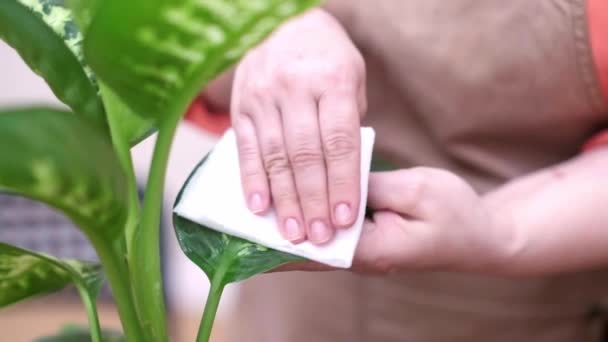 Joy Gardening Woman Tends Her Home Plants Watering Repotting Them — Stock Video