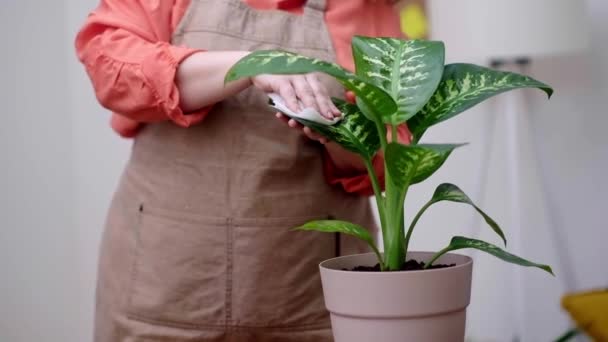 Limpeza Folhas Plantas Domésticas Vestindo Avental Alegria Cuidar Plantas Criando — Vídeo de Stock
