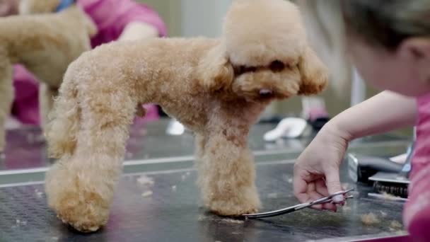 病人宠物美容师在宠物温泉美容院用剪子剪下小狗毛 — 图库视频影像