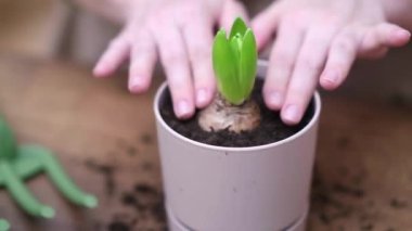 Uygun toprak ve bahçe aletleri kullanarak sümbül bitkisini yeniden eken kadının ellerini kapatın.