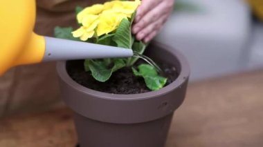 Kadın bahçıvan primula ev bitkisini uygun büyüme için kök sistemine sahip yeni bir kaba naklediyor.. 
