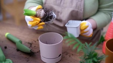 Yeniden saksı dikme işlemi sırasında sümbül bitkisinin sağlıklı köklerini kapatın. Bitkiyi diğer saksılarla çevrili saksıdan ustalıkla çıkarışını izleyin..