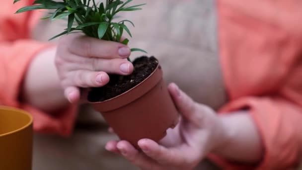 Uma Mulher Que Cuida Seu Jardim Interno Cuidando Suas Plantas — Vídeo de Stock