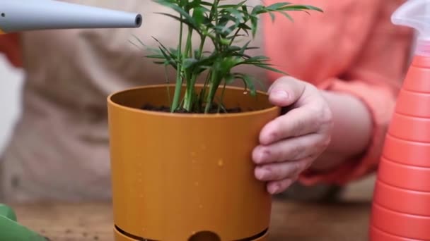 Frau Hausgarten Düngt Den Boden Ihrer Kürzlich Verpflanzten Pflanze Hause — Stockvideo