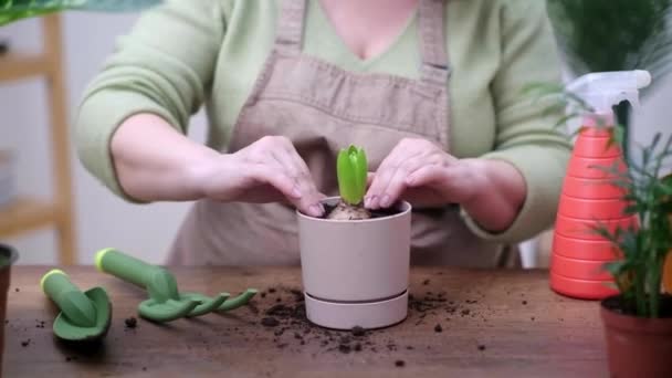 Horticultura Jardinagem Casa Mãos Mulher Fechar Segurando Planta Bulbo Jacinto — Vídeo de Stock