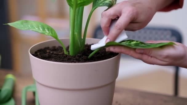 Técnicas Cuidado Plantas Mujer Delantal Limpiando Cada Hoja Dieffenbachia Jardín — Vídeos de Stock