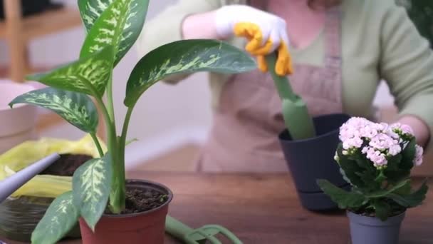 Dámský Zahradník Hnojí Půdu Transplantované Rostliny Pomocí Zkušeného Květináře Obohacení — Stock video
