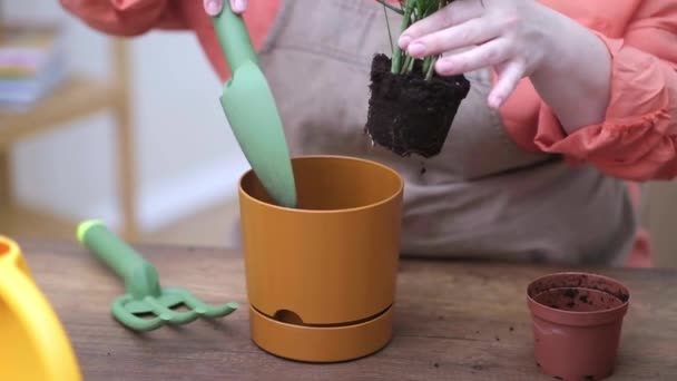 Mulher Avental Casa Jardineiro Cuidado Planta Usando Ancinho Ferramentas Jardinagem — Vídeo de Stock
