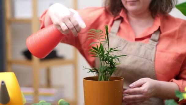 Hobby Jardinagem Casa Casa Decoração Interiores Planta Nova Tendência Mulher — Vídeo de Stock