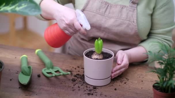 Fermer Jardinage Maison Soin Des Plantes Pot Fleurs Avec Hyacinthe — Video