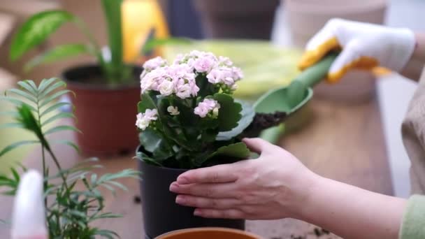 Tuinier Liefhebber Hobby Van Huis Tuinieren Tuinbouw Verzorgen Van Diverse — Stockvideo