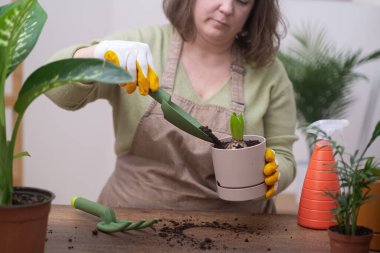 Spring Houseplant Bakım evi, sümbül ampulü saksısı. Eldivenli ve önlüklü kadın evdeki yeni çömleğe bitki naklediyor. Bahçıvan 