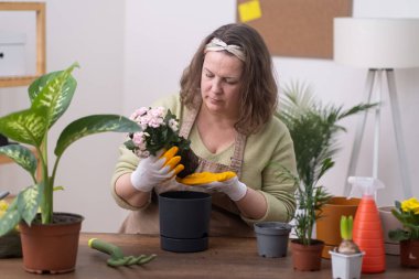 Transform your home garden with hand-transplanted kalanchoe in new pots. Watch the skilled hands of our expert gardener as they work on a wooden table. clipart