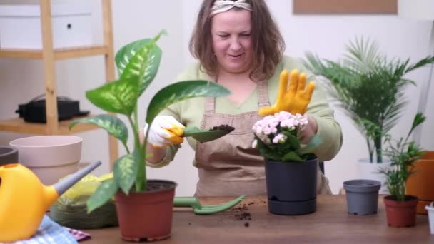 Ogrodnictwo Domowe Rośliny Domowe Pielęgnują Doniczki Grunt Narzędzia Ogrodnicze Zamknąć — Wideo stockowe