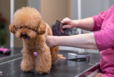 Kaniş köpeği, kuaförde paltosunu dikkatlice fırçalayan yetenekli bir kadın kuaför tarafından tımar ediliyor.