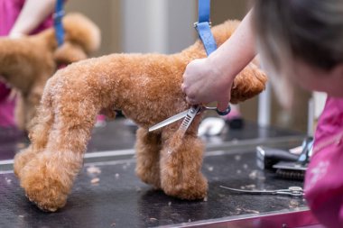 Köpek kürkünü tımar etmek için saç fırçası kullanan yetenekli bir hayvan stilisti..