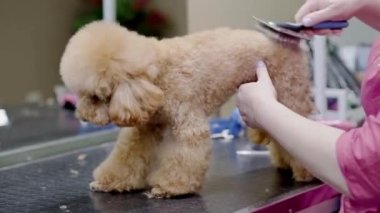 Küçük fino köpeği kuaförde tımar ediliyor, kadın kuaför kürkünü fırçalayan tüylü köpeğe bakıyor..